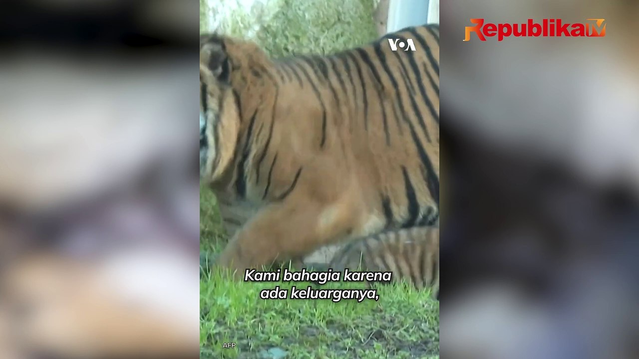 Kala, Harimau Sumatra Berusia 3 Bulan Ditampilkan Perdana di Roma
