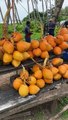 Healthy Drink - $0.30 King Coconut in Sri Lanka #shortsvideo