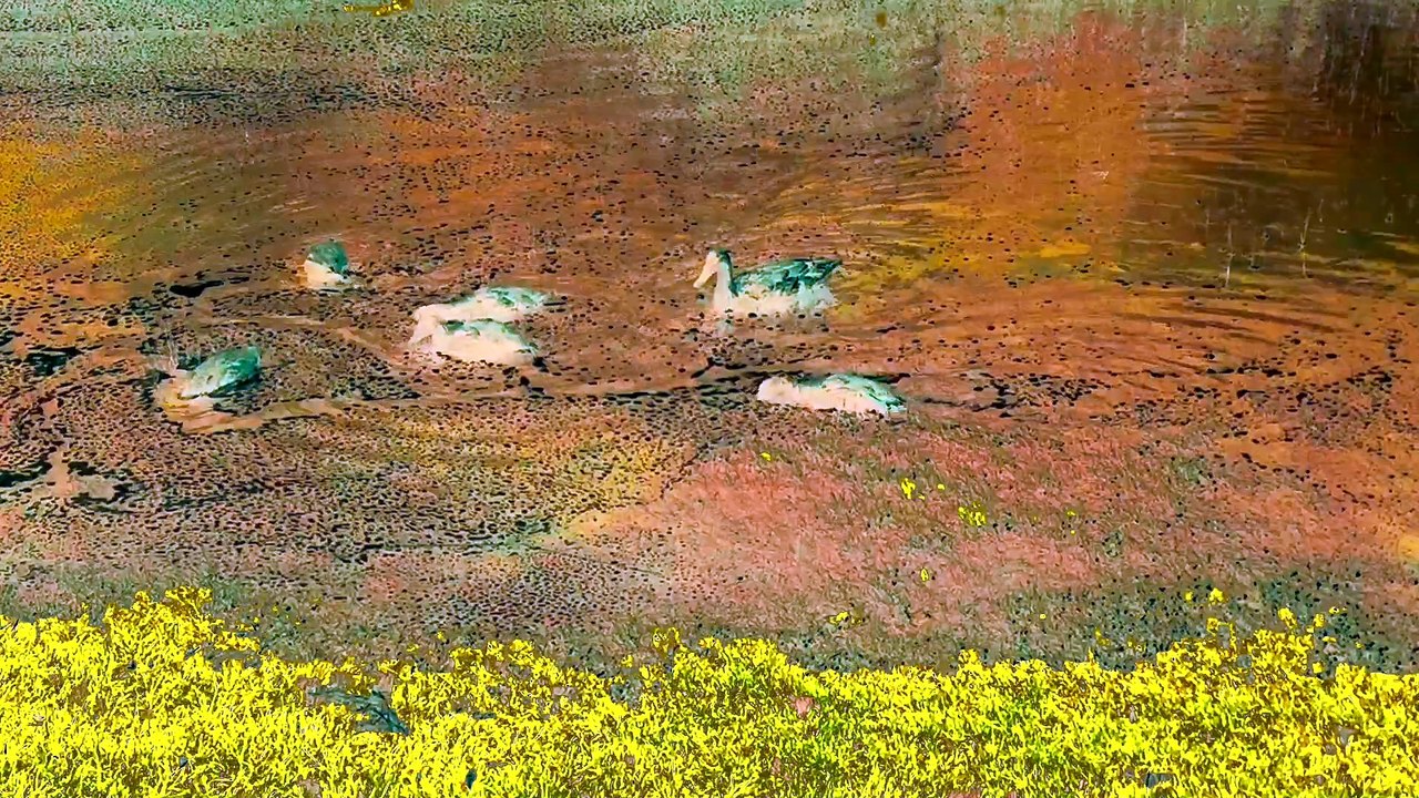 Ducks