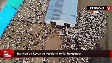 Erzincan’da koyun ve kuzuların renkli buluşması