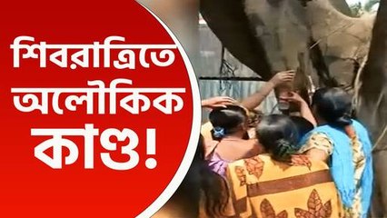 অলৌকিক কাণ্ড, শিবরাত্রিতে বটগাছ থেকে শিবলিঙ্গে পড়ছে জল, ভাইরাল ভিডিও