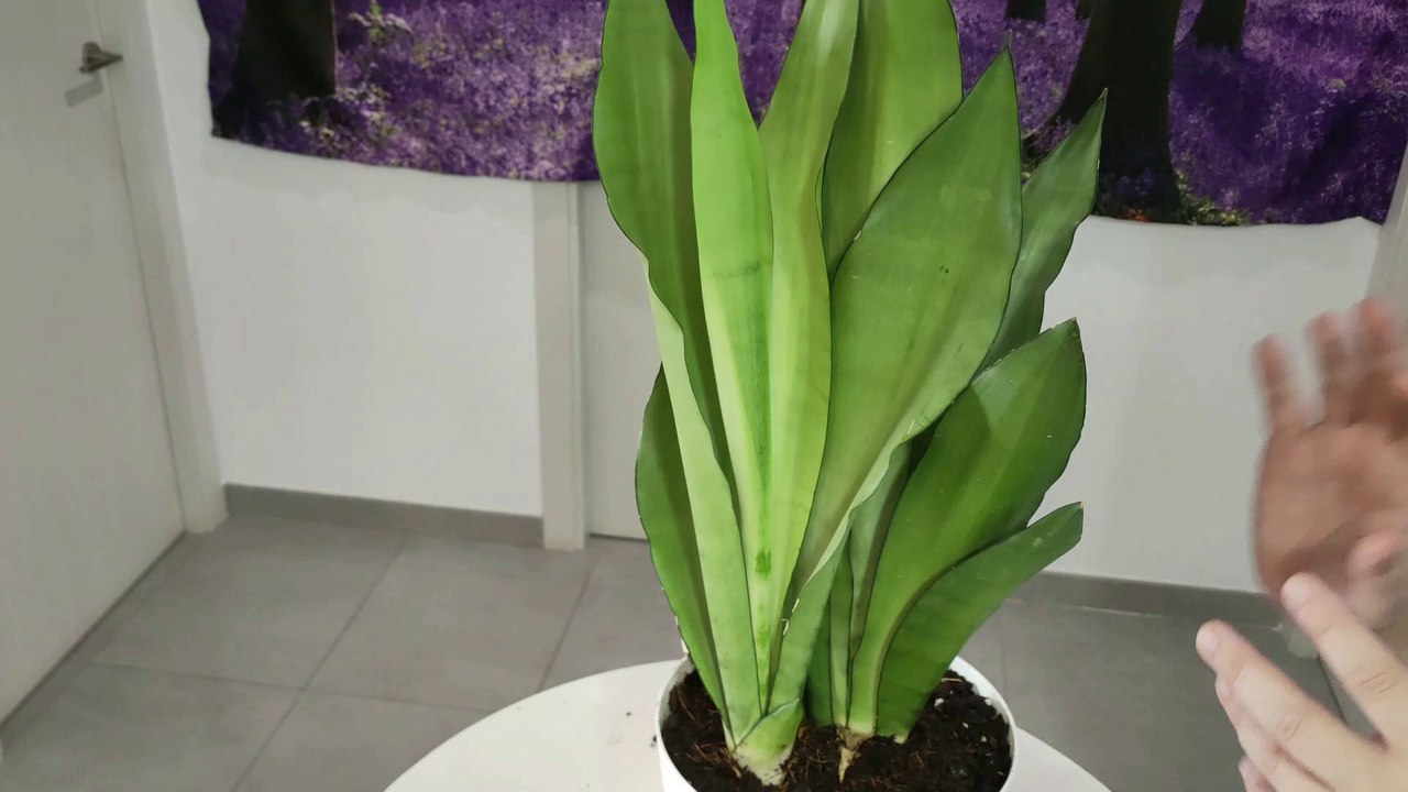 SANSEVIERIA MOONSHINE CUIDADOS Y CULTIVO. Lengua de suegra luz de luna