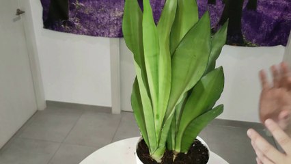 SANSEVIERIA MOONSHINE CUIDADOS Y CULTIVO. Lengua de suegra luz de luna