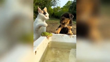 Cute cat funny videos 2024  Pets funny  _funniest animals compilation 2023