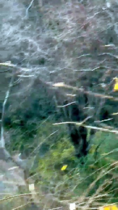 Tiger ST-15 mail was seen, tourists were happy...watch video