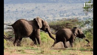 Un expert révèle que les éléphants enterrent leurs morts comme les humains