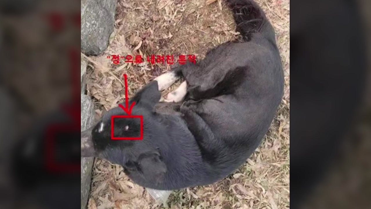 김포에서 성적 학대 피해 추정 강아지 발견...경찰 수사 / YTN