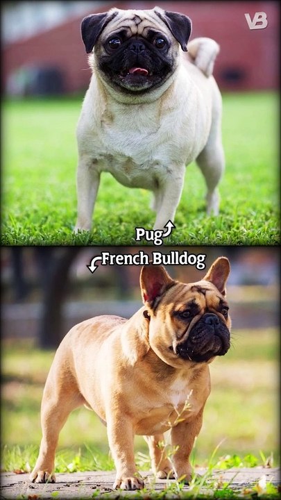 Pug VS French Bulldog #shorts