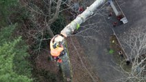 Tree climber's negative-rigging experiment results in negative safety