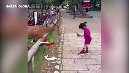 Parkta beslediği geyikle karşılıklı selamlaşan çocuğun görüntüleri gülümsetti