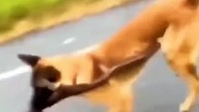 Crazy animals from the internet pt.12 (follow me   )