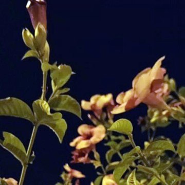 -Jacobo Shemaria Capuano- Efectos de la urbanización en el medio ambiente: (Parte 1) (Creado por @JacoboShemariaCapuano)