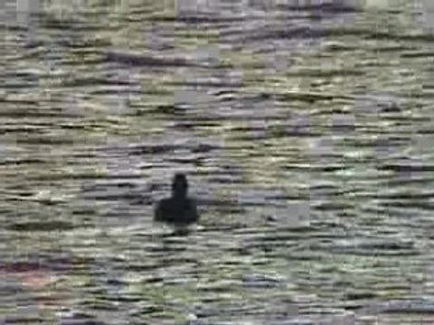 Viens donc faire un tour !