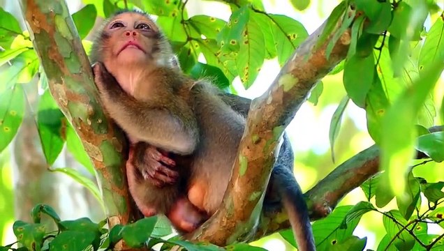 Very painful baby, poor baby screaming loudly, look pity baby (720p_25fps_H264-192kbit_AAC)