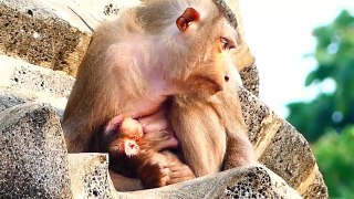 Welcome To Newborn Baby Of Old Mother Pigtail Monkey, Baby Looks So Cute And Healthy (720p_25fps_H264-192kbit_AAC)