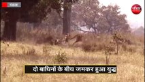 Tiger Fight Rare Video Kanha Tiger Reserv