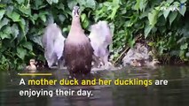 Taiwan Artificial Wetland Attracts Flocks of Birds