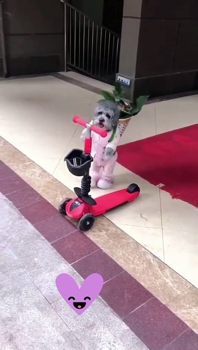 Funny Dog 