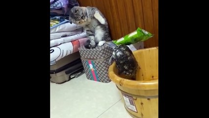 Try Not To Laugh or Grin While Watching Funny Cats and Dogs Part 2