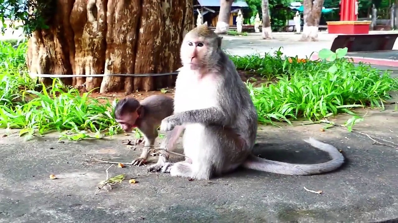 When Seeing Grandma Comes, Mila Runs Rapidly To Hold Her (720p_25fps_H264-192kbit_AAC)