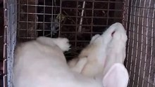 how rabbit is mating?