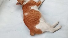 cute cat