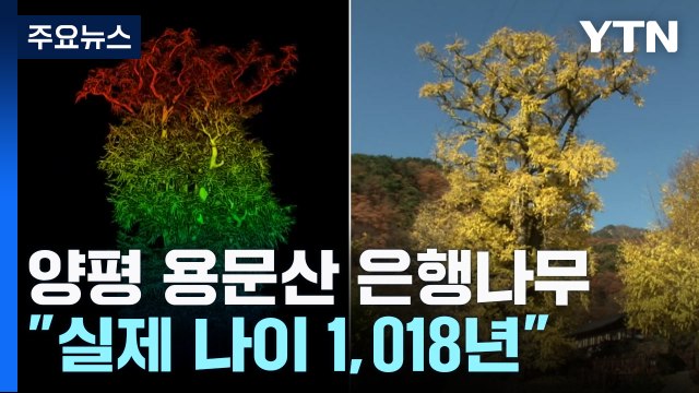 한국에서 가장 큰 은행나무 나이 비밀 풀렸다 / YTN