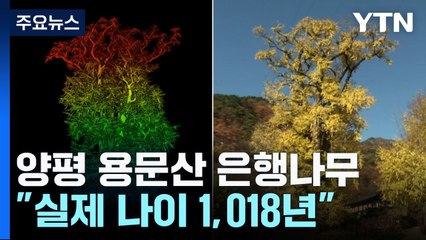 "한국에서 가장 큰 은행나무 나이 비밀 풀렸다" / YTN