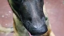 bonding time with Milo the Belgian Malinois