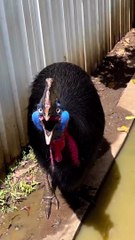 The world's most dangerous bird