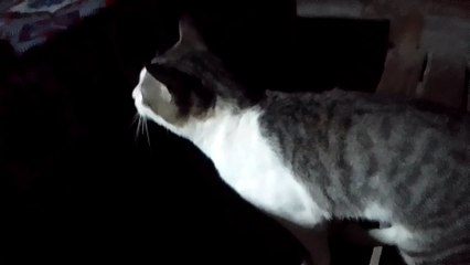 This cat is very difficult to educate