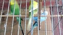 bird's