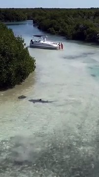 Un requin attaque une raie pastenague