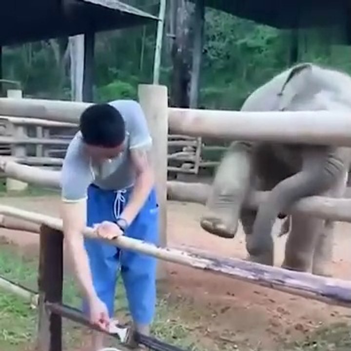 funy elephant