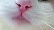Cat Meowing  __ Cat Voice __ Cute Cat Voice Short  Video #shorts #cat #catlover (1)