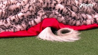 Crufts 2024: Ever Seen An Afghan Hound Do This?