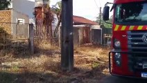 Bombeiros combatem incêndio em lote baldio no Maria Luiza