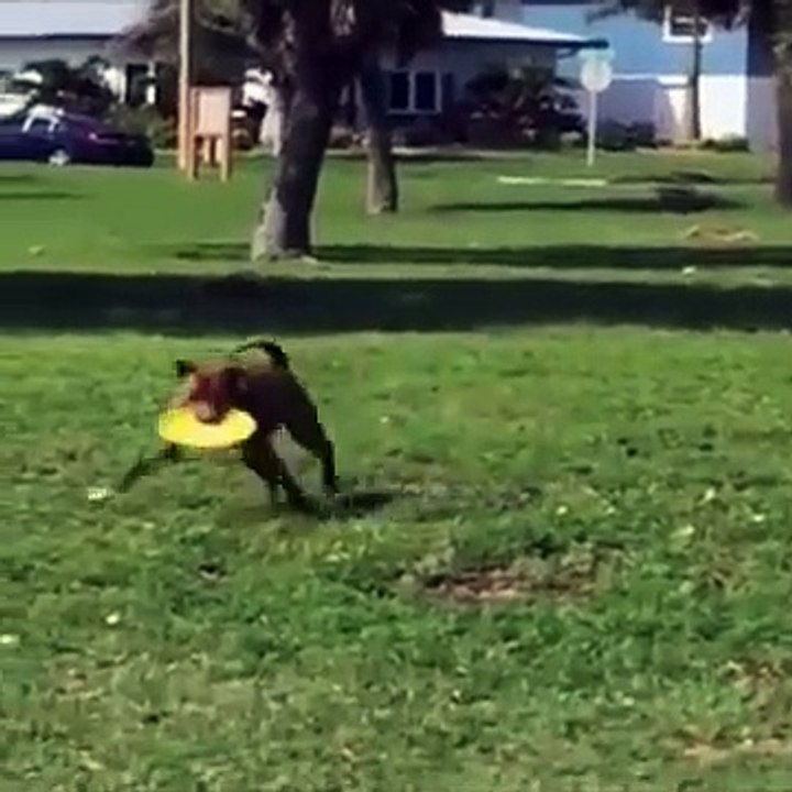 Funniest Animals Eve  - Awesome Funny Animals'...