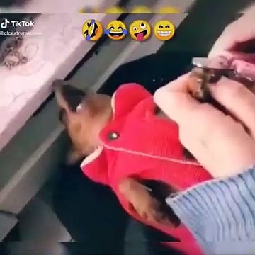 Funniest Animals - Funny animal videos can't help but laugh 2024 - Cutest Animals Ever