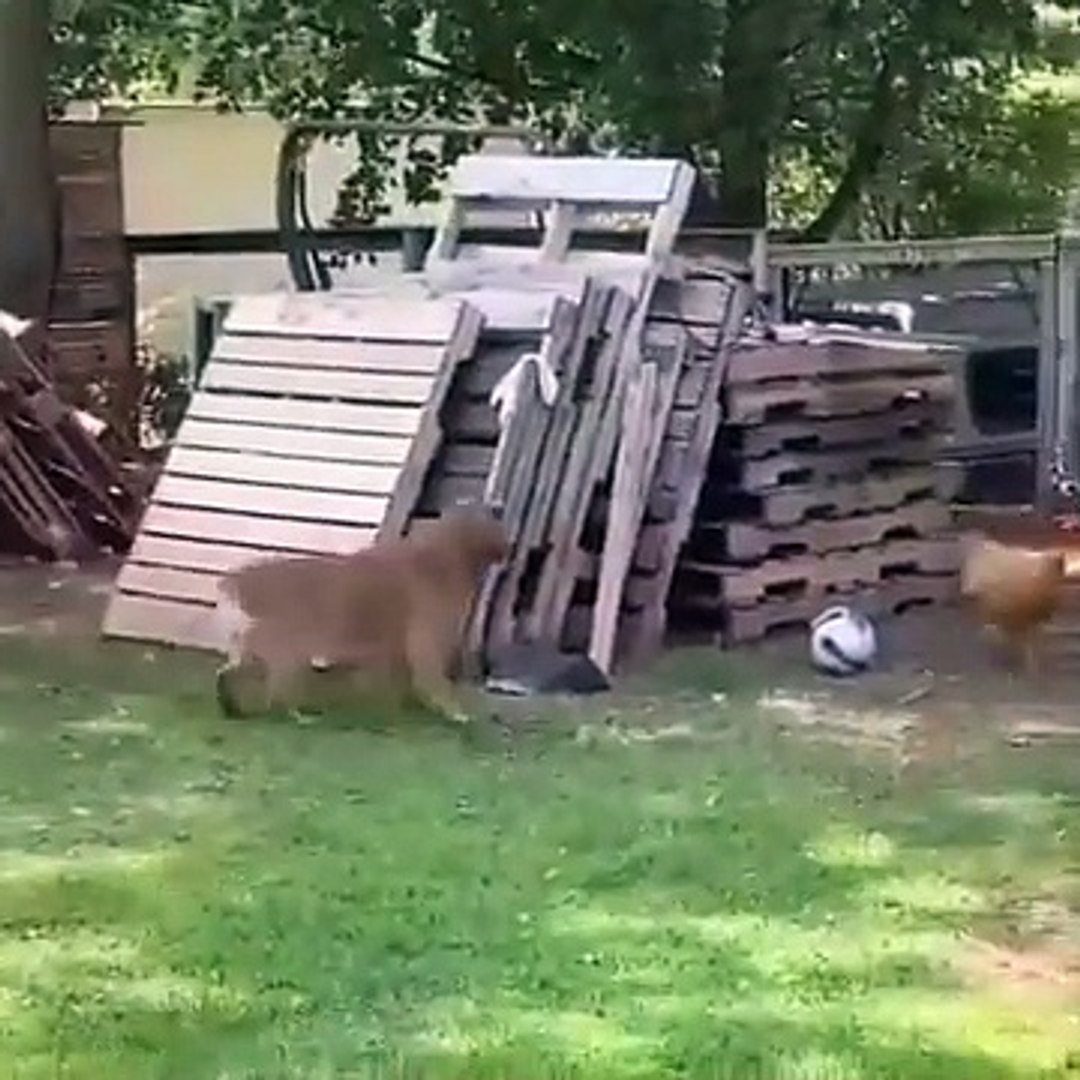 ⁣Funniest Animals Ever - Awesome Funny Animals' Life Videos - Funniest Pets