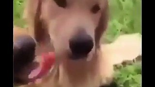 Best Funniest animals Videos 2024- Funny Dogs And Cats Videos