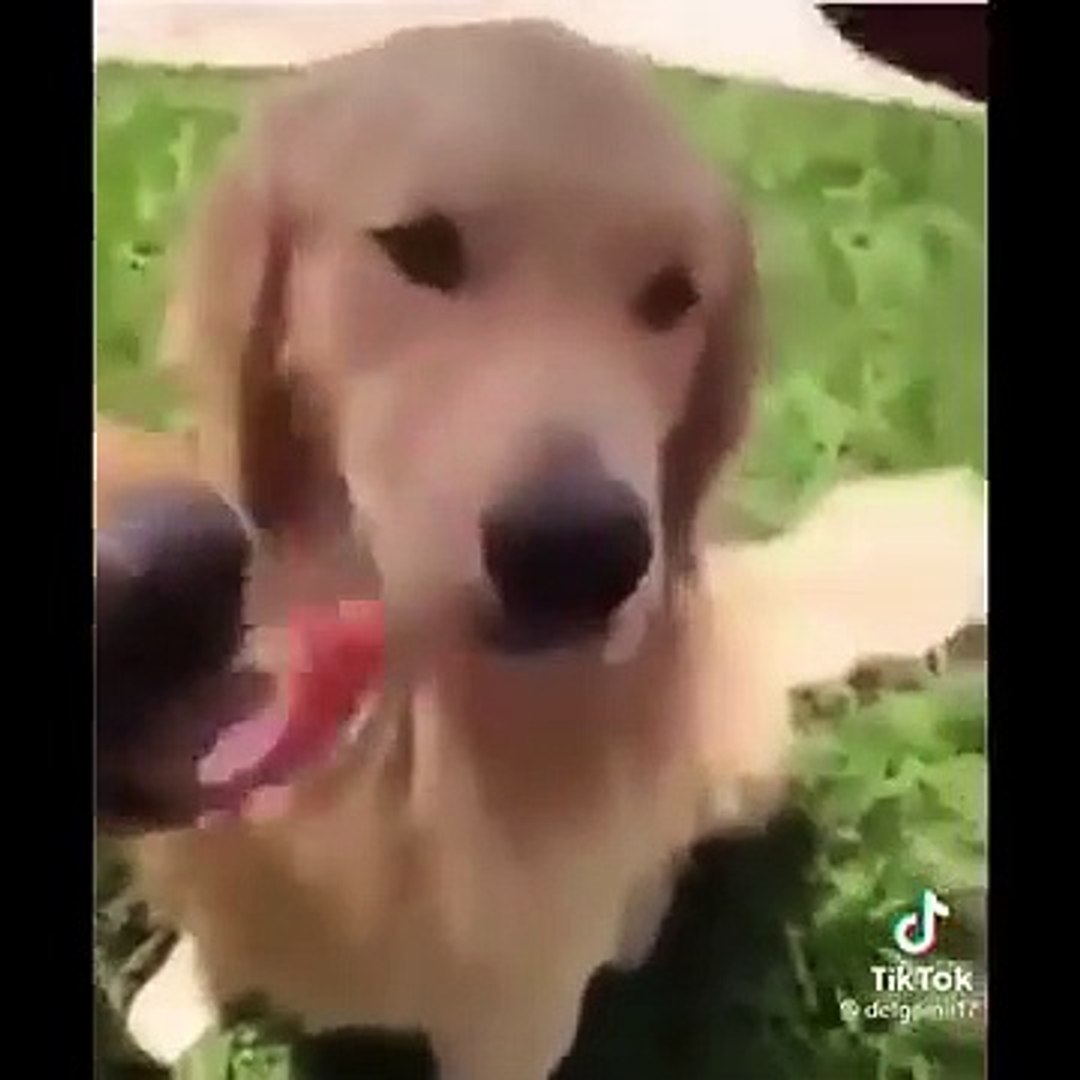 ⁣Best Funniest animals Videos 2026- Funny Dogs And Cats Videos