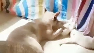 Funniest Dogs And Cats Ever  - Best Funny Animal Videos Of The 2024