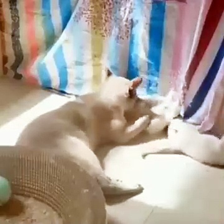 Funniest Dogs And Cats Ever  - Best Funny Animal Videos Of The 2026