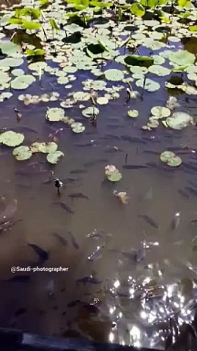NAMI FISH KOREA