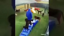 It's To LAUGH When Watching This Video Of The FUNNIEST ANIMALS On Earth  - Funniest Animals Ever