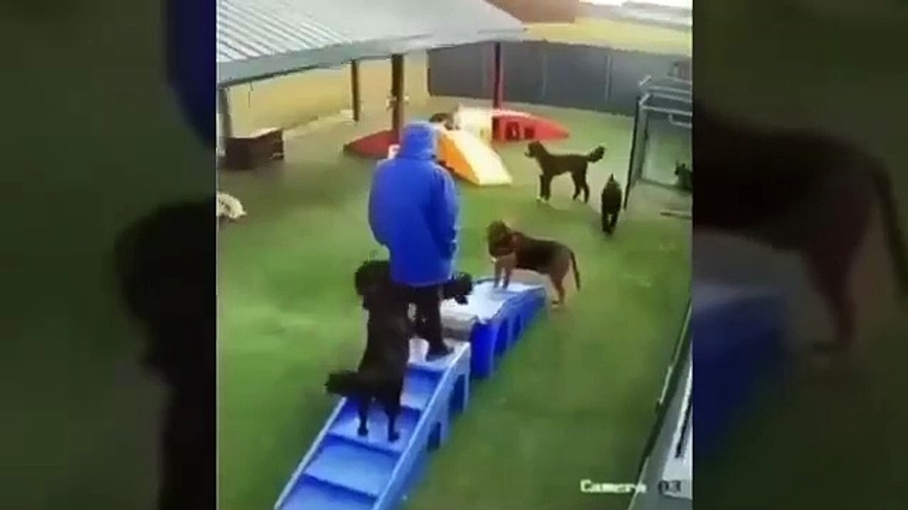 It's To LAUGH When Watching This Video Of The F...