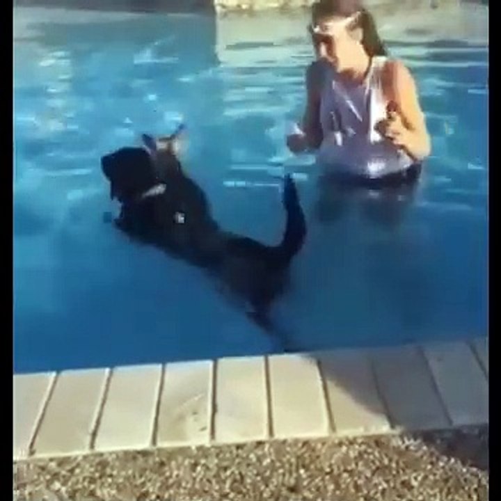 Funniest Animals Videos 2024 - Try Not To Laugh Dogs And Cats