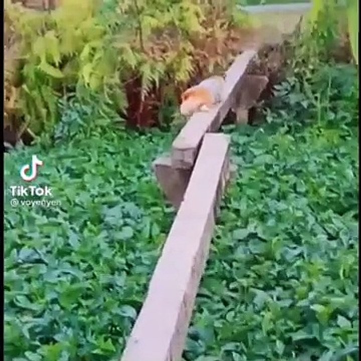 HOLDING YOUR LAUGH while Watching these Video Funniest Cats And Dogs Expression Video