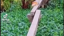 HOLDING YOUR LAUGH while Watching these Video Funniest Cats And Dogs Expression Video